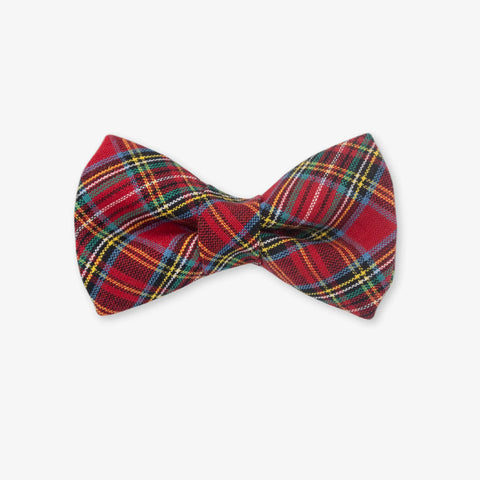 Cider Dog Bow Tie