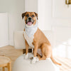 Sailor Dog Bandana