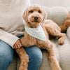 Sage Gingham Dog Bandana