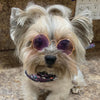 Dog Sunglasses