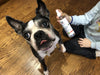 Dry & Waterless Deep Cleaning Shampoo - Green Apple Scent - Luxurious Paws
