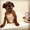 Calming Lavender Dog Shampoo w/Aloe Vera & Essential Oils - Luxurious Paws