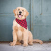 Lake Tahoe Bandana - Luxurious Paws